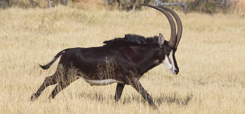 Dive into the Delta (6 Days) - www.PhotoSafaris.travel