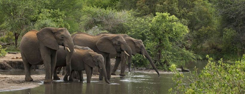 Thornybush Chapungu Tented Camp (Thornybush Game Reserve) South Africa - www.PhotoSafaris.travel