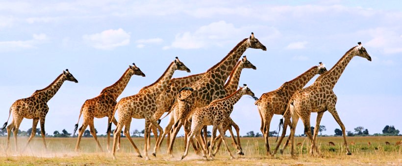 Chobe Game Lodge - www.PhotoSafaris.travel