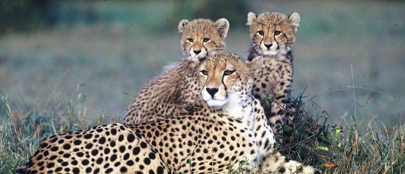 Cheetah Family, Dulini Lodge, Sabi Sand Game Reserve - www.Safaris101.com