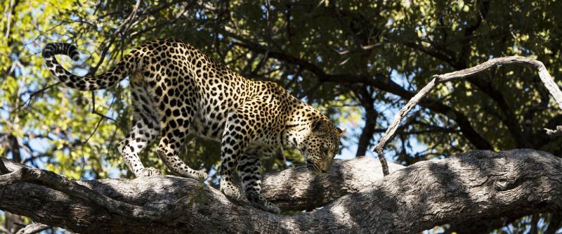 Two Sides of Botswana Safari (7 Days) - www.PhotoSafaris.travel