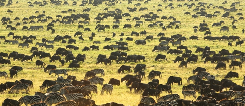 The Glorious Return of the Classic Safari Camp -  Tanzania (Min. of 3 nights) - www.Photosafaris.travel