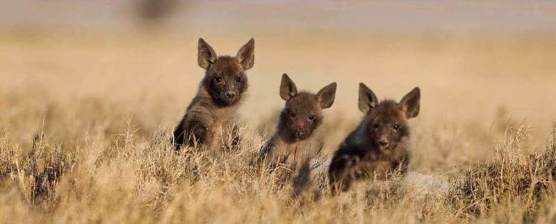 Desert and Deltas Botswana Safari (7 Days) - www.PhotoSafaris.travel