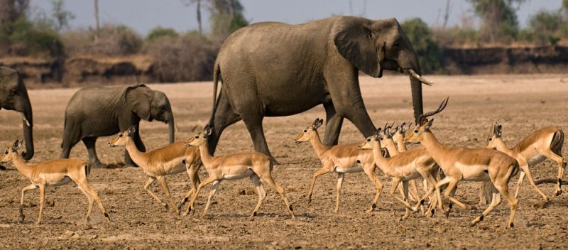 Tafika Camp (South Luangwa National Park) Zambia - www.PhotoSafaris.travel